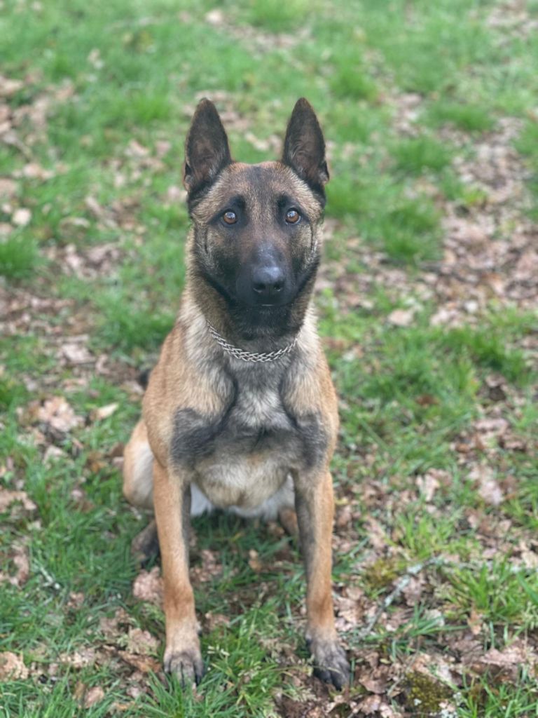 Princesse Du Domaine De La Combe Aux Loups